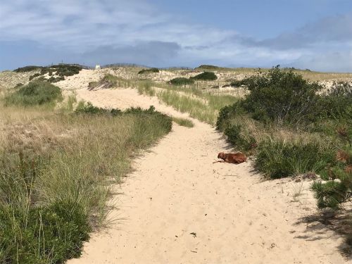 A sandy path through grassy dunes, with a dog lying on the ground under a blue sky.