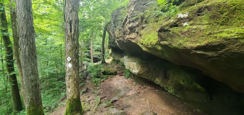 A lush green forest with tall trees and a large moss-covered rock formation along a dirt path.