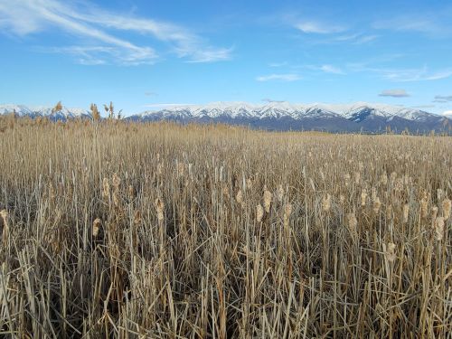 A field of tall, golden grasses with snow-capped mountains in the background under a clear blue sky.
