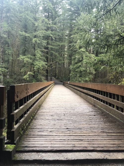 A wooden bridge leads through a lush, green forest with tall trees on either side.