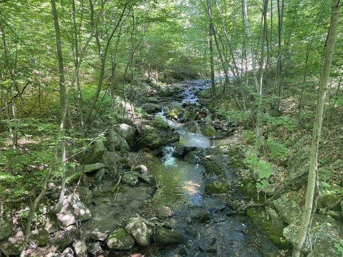 A serene forest scene featuring a gently flowing stream surrounded by lush green trees and rocky banks.