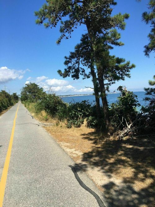 A scenic coastal road lined with trees, leading towards the ocean under a clear blue sky.