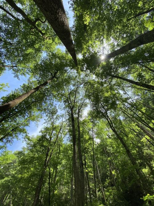Looking up at tall trees with lush green leaves against a bright blue sky, sunlight filtering through the canopy.