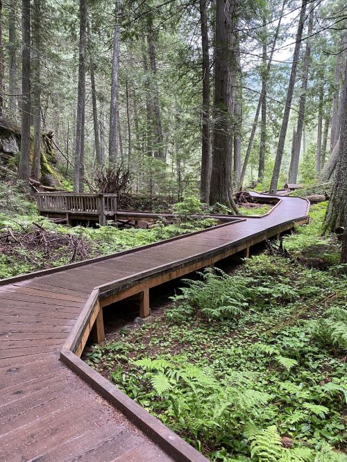 A winding wooden boardwalk through a lush green forest with tall trees and ferns.