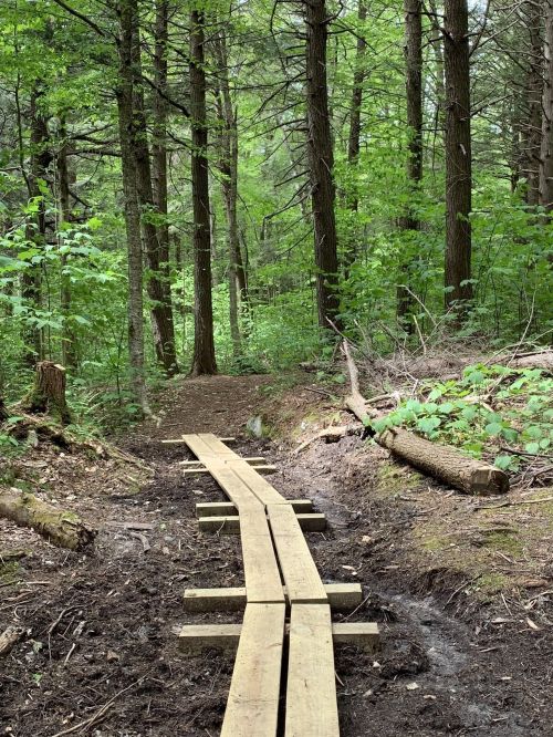 A wooden path winds through a lush green forest, surrounded by trees and underbrush.