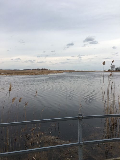 A calm body of water surrounded by tall grasses under a cloudy sky, with a metal railing in the foreground.