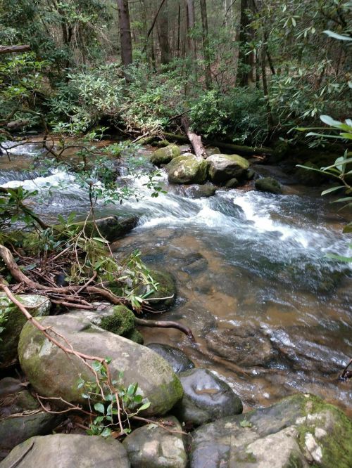 A serene stream flows over smooth rocks, surrounded by lush greenery and trees in a tranquil forest setting.