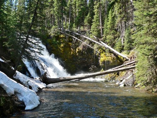 A serene forest scene featuring a waterfall cascading into a river, surrounded by lush greenery and fallen trees.