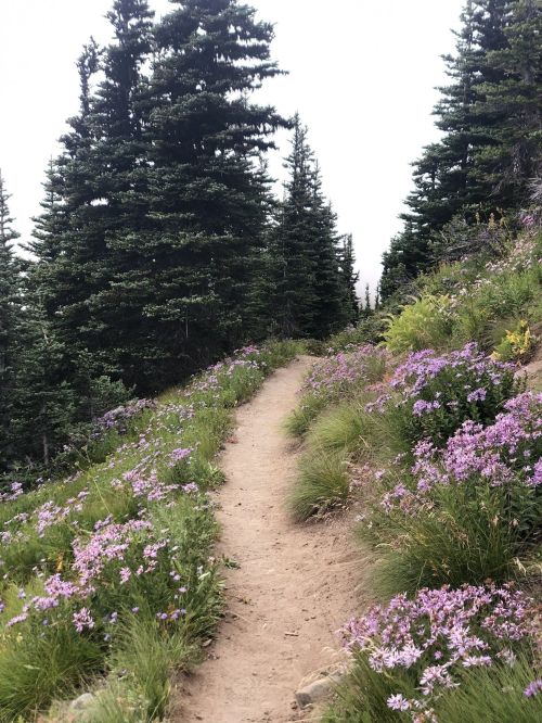 A winding dirt path surrounded by lush green grass and vibrant purple wildflowers, flanked by tall evergreen trees.