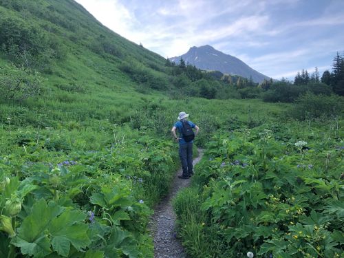 A person stands on a trail surrounded by lush greenery and wildflowers, with a mountain in the background.