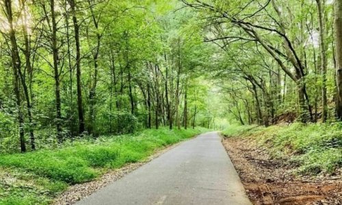 A serene, tree-lined path through lush green foliage, inviting exploration in a peaceful natural setting.
