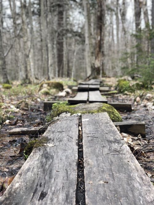 A wooden boardwalk stretches through a forest, surrounded by moss and trees, leading into the distance.