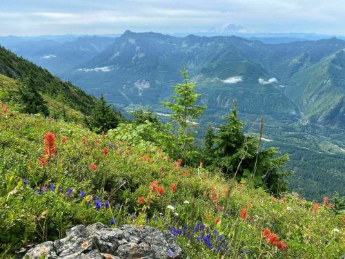 A vibrant mountain landscape with colorful wildflowers in the foreground and distant peaks under a cloudy sky.
