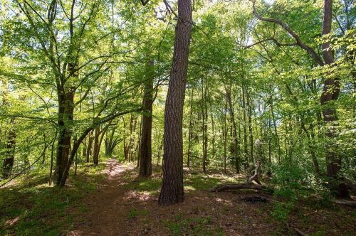 A sunlit forest path surrounded by tall, green trees and lush foliage.