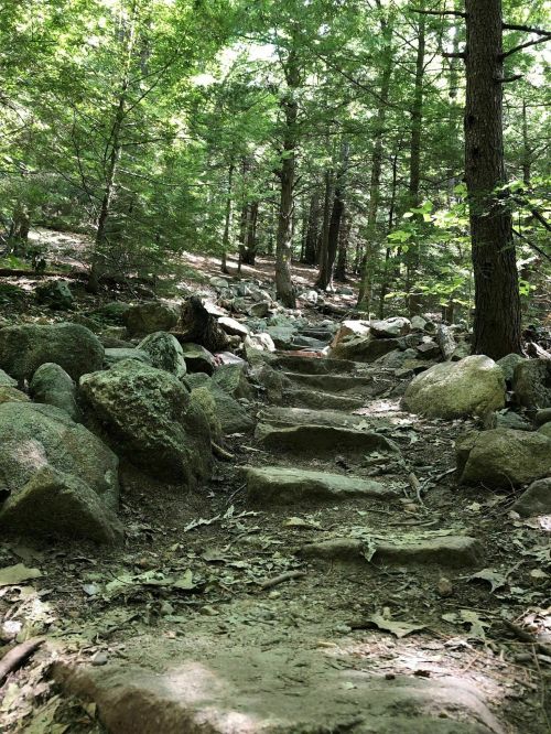 A rocky path leads through a lush green forest, surrounded by trees and scattered boulders.