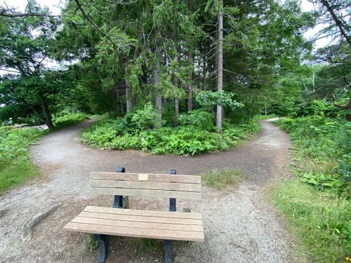 A wooden bench sits at a fork in a forest path, surrounded by lush greenery and trees.