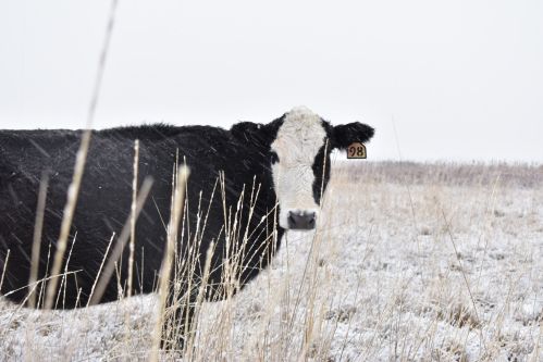 A black and white cow with an ear tag stands in a snowy field, surrounded by tall grass. Snowflakes are falling.
