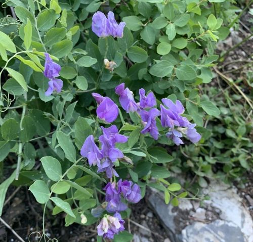 A cluster of purple flowers surrounded by green leaves in a garden setting.