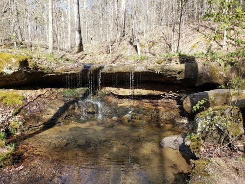 A serene forest scene featuring a small waterfall cascading over rocks into a clear pool surrounded by trees.