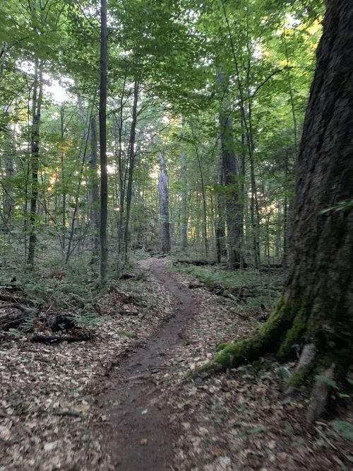 A winding dirt path through a lush green forest with tall trees and dappled sunlight filtering through the leaves.