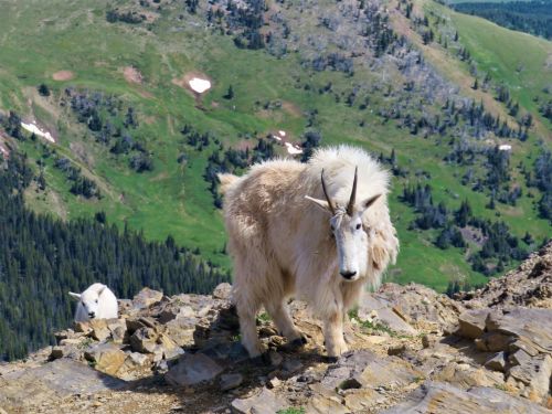 A mountain goat with a fluffy coat stands on rocky terrain, with green hills and another goat in the background.