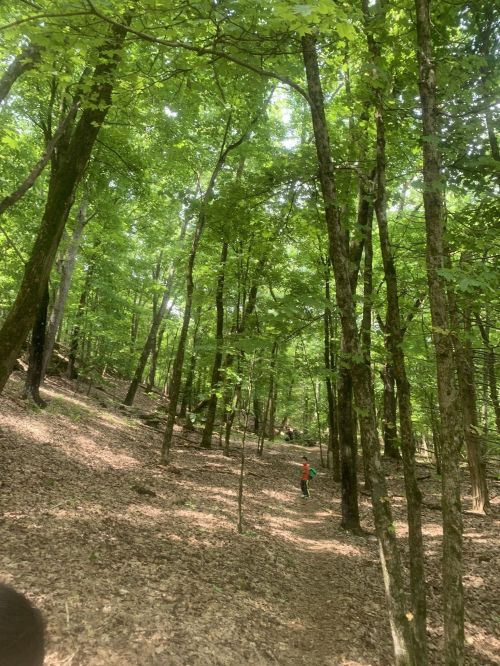 A person walks along a winding path in a lush green forest filled with tall trees and scattered sunlight.