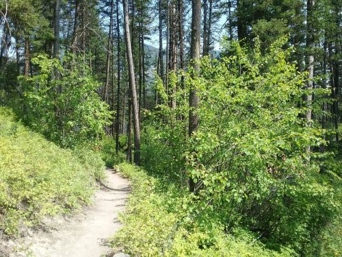 A winding dirt path through a lush green forest with tall trees and vibrant foliage.