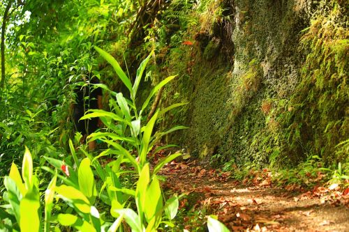 Lush green foliage and moss-covered rocks line a winding path in a vibrant forest setting.
