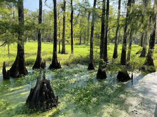 A serene swamp scene with cypress trees, green vegetation, and sunlight filtering through the leaves.