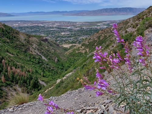 A scenic view of a valley with purple wildflowers in the foreground and a lake in the background under a blue sky.