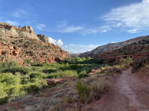 A scenic view of a canyon with red rock formations, green vegetation, and a clear blue sky. A dirt path winds through the landscape.