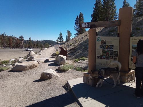 A dog explores a trailhead sign for the Tahoe Rim Trail, with trees and a clear blue sky in the background.