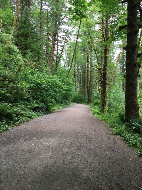 A winding gravel path through a lush green forest with tall trees and dense foliage on either side.