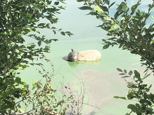 A turtle sunbathing on a rock in a greenish pond, surrounded by lush foliage.