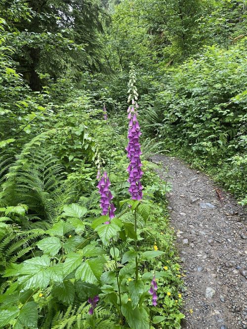 A narrow path through lush greenery, featuring tall purple foxglove flowers on the side.