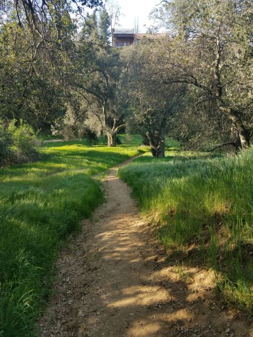 A winding dirt path through lush green grass and trees, leading to a building in the background.