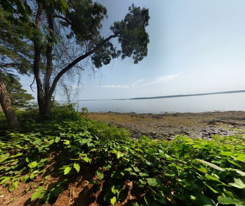 A serene lakeside view with trees and lush green foliage under a clear blue sky.