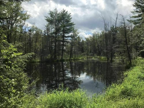A serene pond surrounded by trees, reflecting the cloudy sky and greenery along the water's edge.