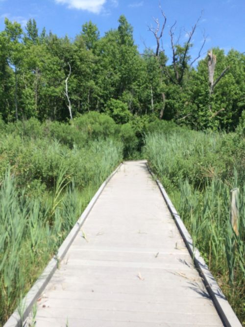 A wooden boardwalk leads through lush green vegetation under a clear blue sky.