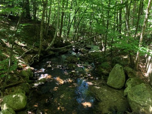 A serene forest scene with a small stream flowing over rocks, surrounded by lush green trees and foliage.