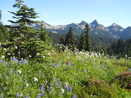 A vibrant meadow filled with wildflowers, framed by tall trees and mountains under a clear blue sky.