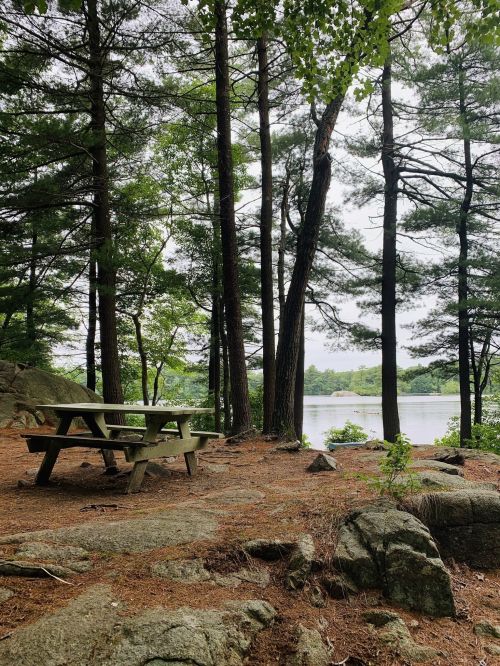 A picnic table surrounded by trees near a calm lake, with rocky ground and a serene, natural setting.