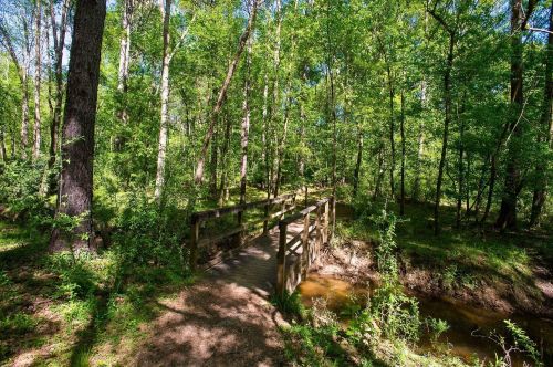 A wooden bridge crosses a small stream in a lush, green forest filled with tall trees and sunlight filtering through.