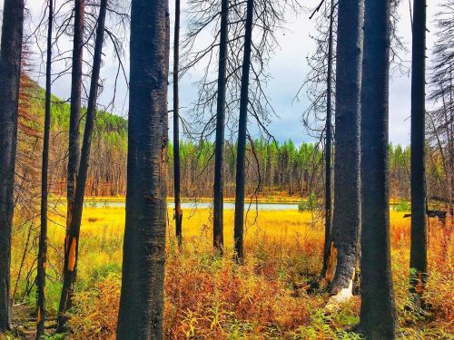 A landscape of blackened trees with vibrant autumn foliage and a serene lake in the background.