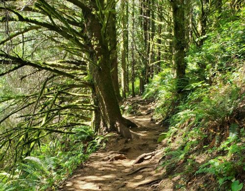 A winding dirt path through a lush, green forest with tall trees and ferns on either side.