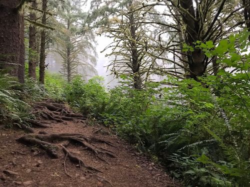A misty forest path with exposed tree roots, surrounded by lush greenery and tall trees.