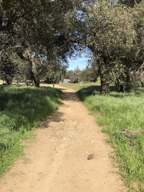 A dirt path winding through green grass and trees under a clear sky.