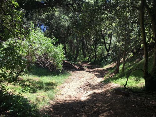 A sunlit forest path surrounded by lush greenery and trees, with a dry, rocky ground.