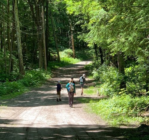 Three people walking on a dirt path through a lush green forest on a sunny day.
