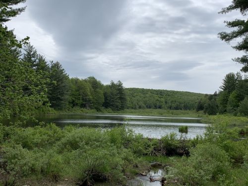 A serene landscape featuring a calm pond surrounded by lush greenery and trees under a cloudy sky.